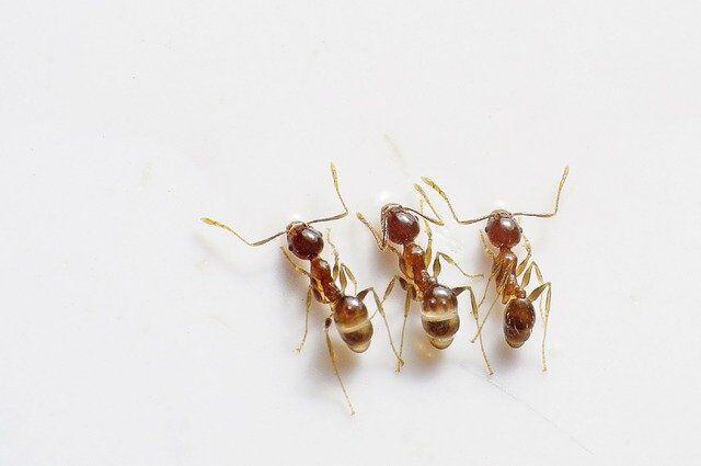 how to get rid of ants in the bathtub