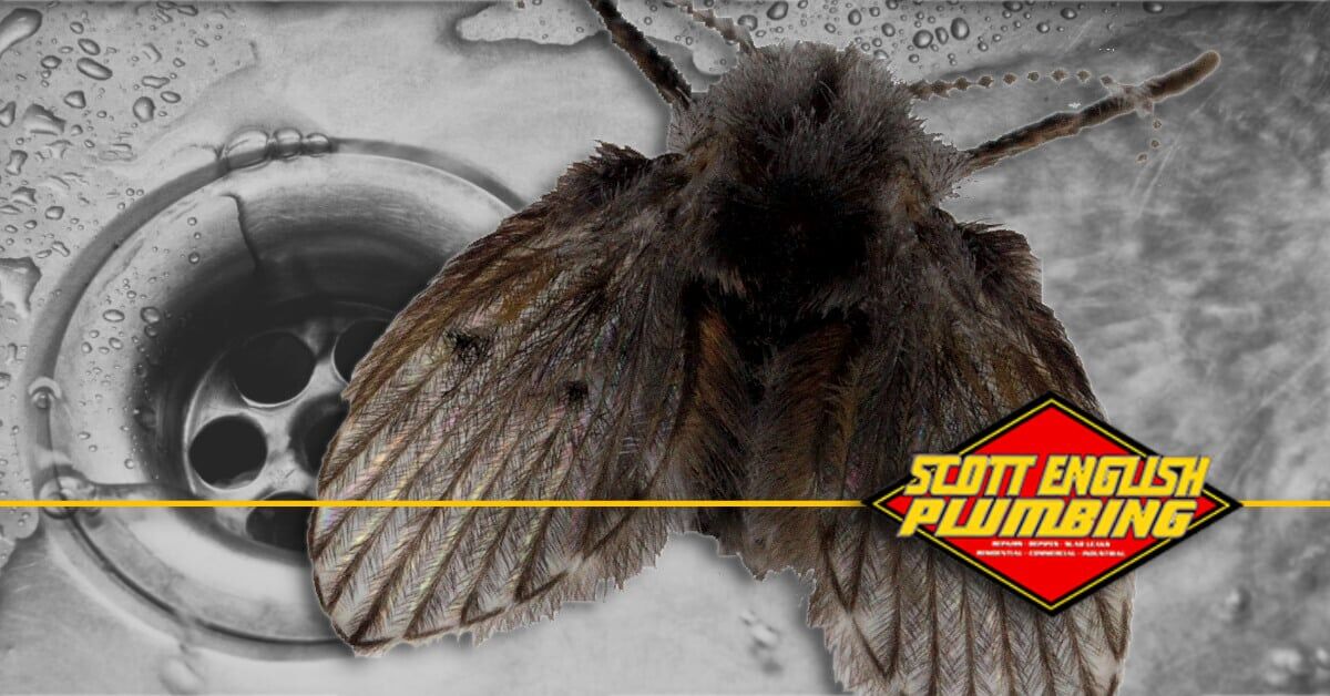 how to get rid of drain flies featured image featuring drain and drain fly